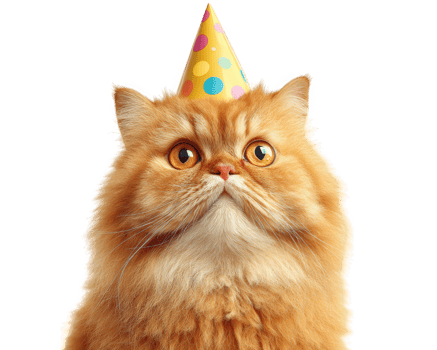 Persian cat wearing colorful party hat looks bewildered, capturing playful and festive spirit. Its large, expressive eyes add to charm of this delightful scene png