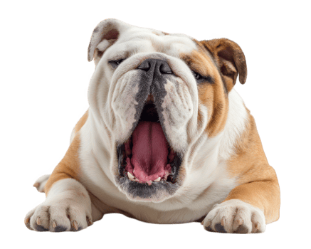 Bulldog with funny expression is caught mid yawn, showcasing its unique features and playful demeanor. This adorable pet exudes charm and personality, making it delightful subject png