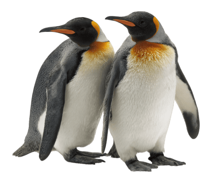 Two penguins standing close together, showcasing their distinctive black and white feathers with orange accents. This charming duo exudes sense of companionship and warmth, perfect for any nature png