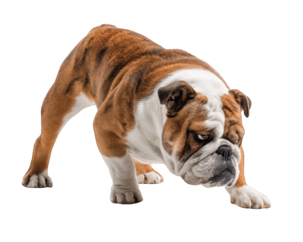 Bulldog with playful expression is crouching, ready to pounce. Its muscular build and distinctive wrinkled face showcase its unique charm and personality png