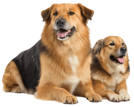 Two dogs, one large and one small, sit side by side, exuding warmth and companionship. Their playful expressions and relaxed postures create heartwarming scene of friendship png