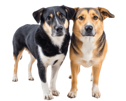 Two dogs standing proudly, one with black coat and other with tan coat, isolated on transparency background. Their expressions convey loyalty and companionship, showcasing their bond png