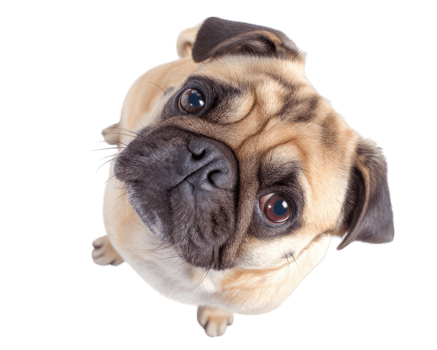playful pug dog with goofy expression is looking up curiously, showcasing its adorable features and big, expressive eyes. This charming pet radiates joy and warmth png