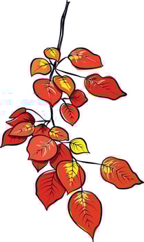 hand drawn aspen autumn leaf illustration vector