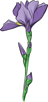 Purple iris with closed buds illustration vector