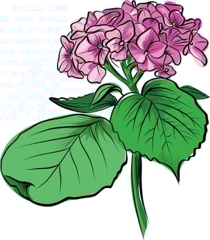 hand drawn pink hydrangea flower illustration vector