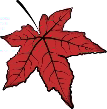hand drawn red maple leaf autumn illustration vector