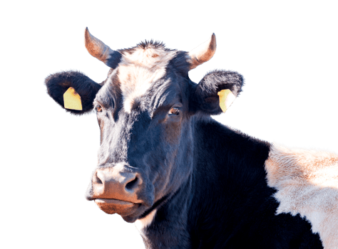 White and black cow isolated png
