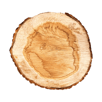 Cross section of a tree trunk isolated png