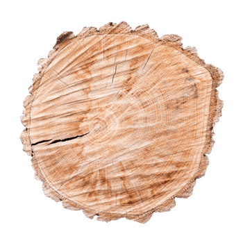Cross section of tree trunk isolated png