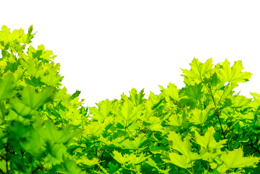Green foliage of maple isolated png