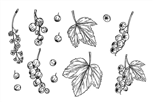 Monochrome currant raceme with berries, flowers and leaves isolated illustration set. Outline gooseberry sketch for organic food packaging, healthy juice labels, herbal tea design vector