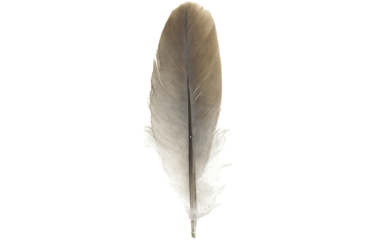 Single bird feather floating on transparent background png