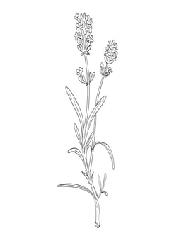 Lavandula or Lavender Flowering Plant Drawing vector