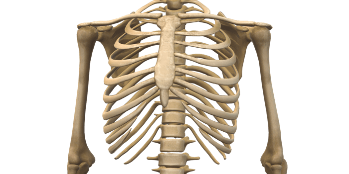 High Quality 3D Skeleton Cut out on Transparent Background png