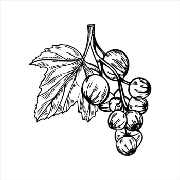 Monochrome black currant branch with berries and leaf illustration painted by black inks. Hand drawn bunch of berries. Garden berry line art for healthy food packaging, jam labels, recipe book vector