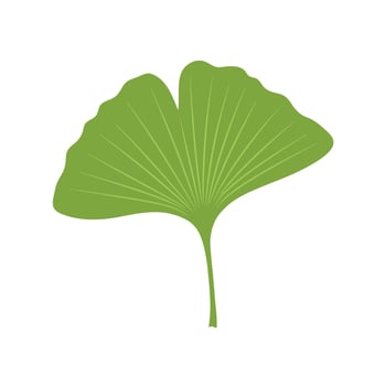 Ginkgo Biloba Leaf Illustration vector