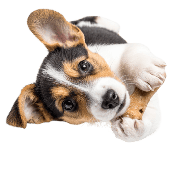 Cute Puppy Laying png