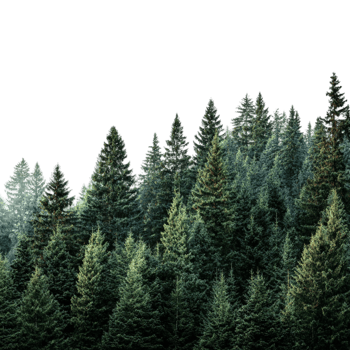 Pine Forest Background with Trees png
