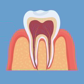Human tooth anatomy, medical, dental model. Colorful, detailed object. vector