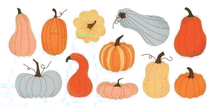 variety of colorful pumpkins and gourds vector