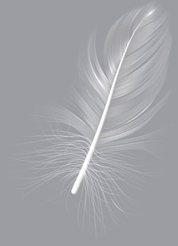 Close up of a single white feather, elegantly positioned against a soft gray backdrop, highlighting the intricate barbs and the central shaft, embodying purity and delicate beauty vector