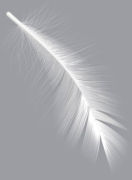 White feather gracefully floating against a soft gray background, embodying themes of lightness, purity, and gentleness, perfect for nature, wildlife, and design projects vector