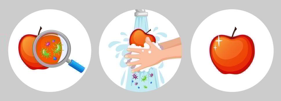 Hands washing dirty apple with soap and foam under running water. Concept of health and hygiene. Wash fruits. Prevent viruses and bacterias vector