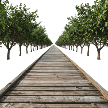 Perspective view of a wooden walkway surrounded by lush green trees against transparent background png