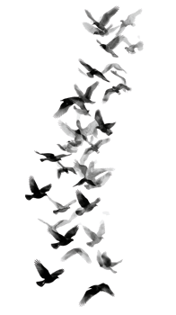 Ascending avian migration watercolor art, ethereal freedom monochrome flight pattern, avian png