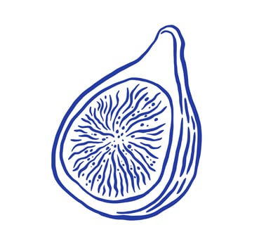 Hand draw fig illustration. Berry in doodle style. vector