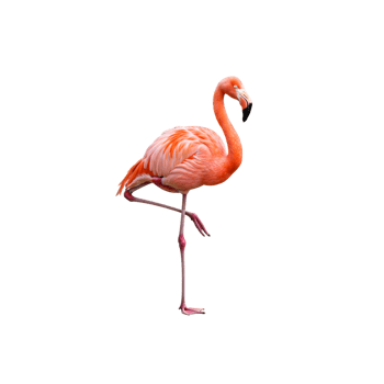 Flamingo on transparent background png