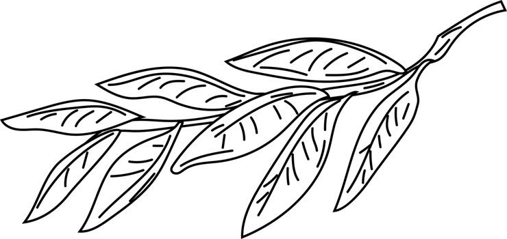 Extended olive branch with berries illustration png
