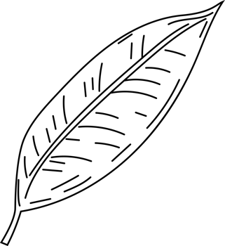 Single olive leaf line art drawing png
