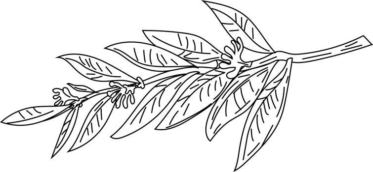 Olive tree branch with detailed leaves png