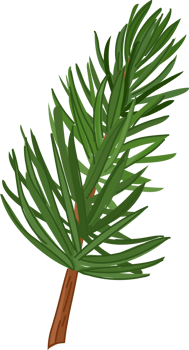 Hand-drawn green pine needle twig clipart png