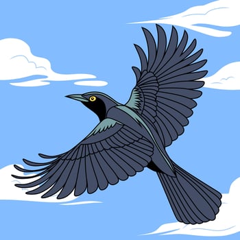 Flying Black Mynah in Clear Blue Sky vector