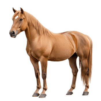 Horse isolated on transparent background png