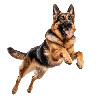 Joyful German Shepherd Jumping isolated on transparent background png