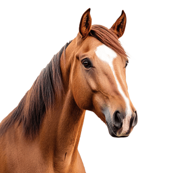 Horse isolated on a transparent background png