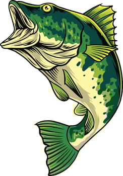 Bass fish illustration in vibrant colors vector