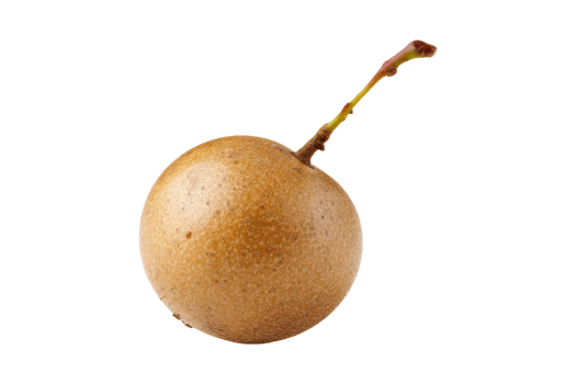 Harvesting sapodilla fruit orchard nature close-up png
