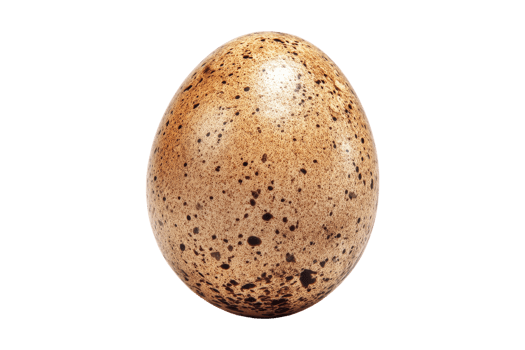 Spotted egg discovery in nature close-up view png