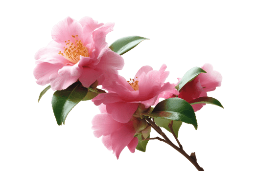 Blossoming pink camellia nature floral close-up png