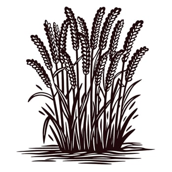 Detailed vintage illustration of wheat stalks bundle with full grain heads, isolated on white background vector