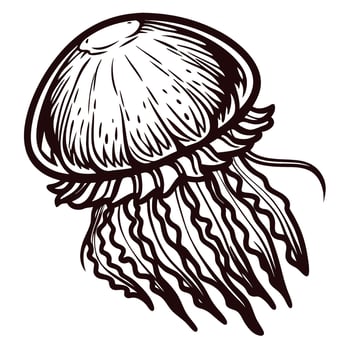 Hand drawn vintage jellyfish isolated illustration with detailed tentacles line art vector