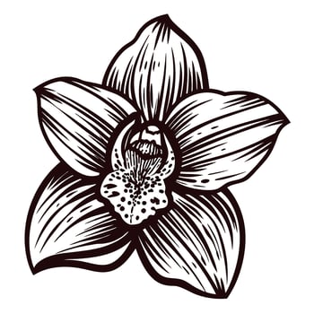 Hand drawn orchid flower illustration isolated on white botanical sketch with detailed petals and intricate lines vector