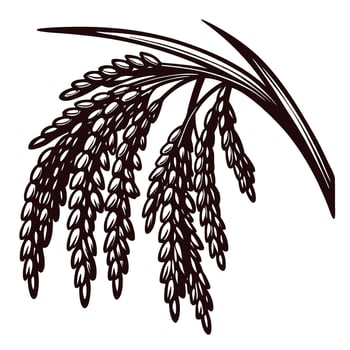 detailed black and white illustration of mature rice plant with grains and leaves isolated on white background vector