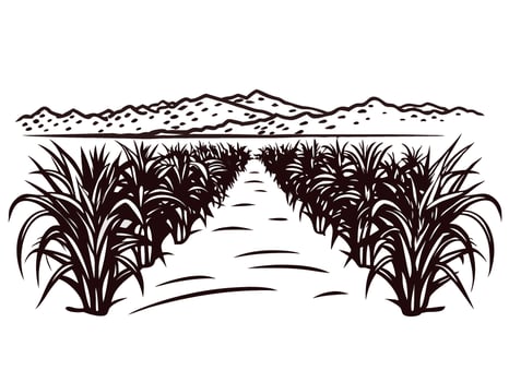 Hand drawn sugarcane plantation landscape with rows of plants and distant mountain background illustration vector