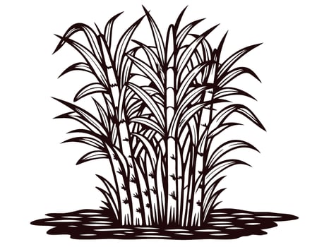 Hand drawn sugarcane plant isolated on white background vintage engraving botanical illustration vector